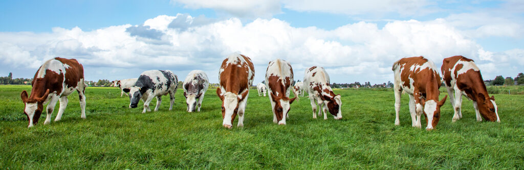 Cattle