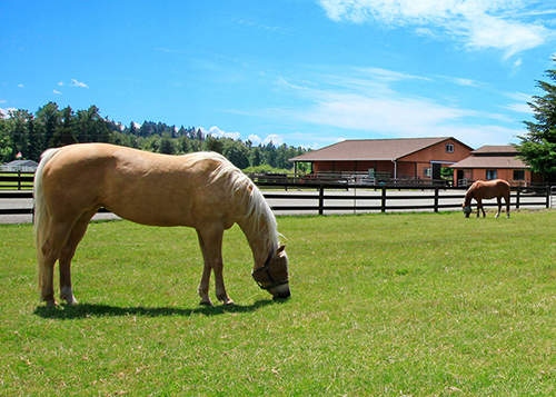 Horse Fence
